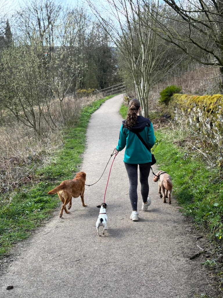 Katie from Bluebell Dog Walks with dogs on a walk — photo 1 of 12