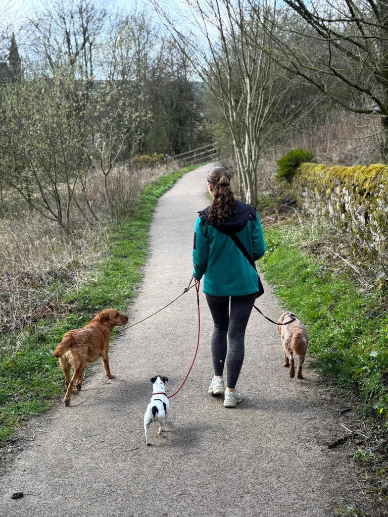 Katie from Bluebell Dog Walks with dogs on a walk — photo 3 of 12