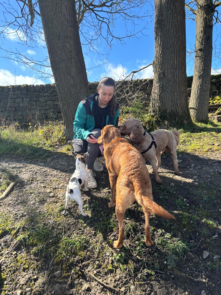 Katie from Bluebell Dog Walks with dogs on a walk — photo 4 of 12