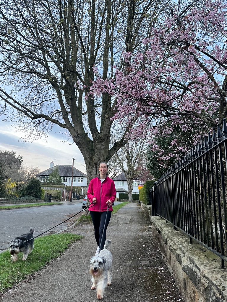 Katie from Bluebell Dog Walks with dogs on a walk — photo 5 of 12