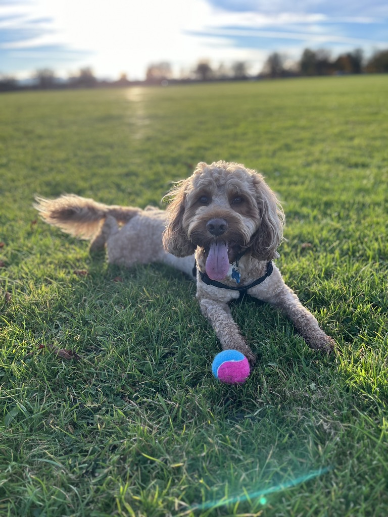 Katie from Bluebell Dog Walks with dogs on a walk — photo 9 of 12