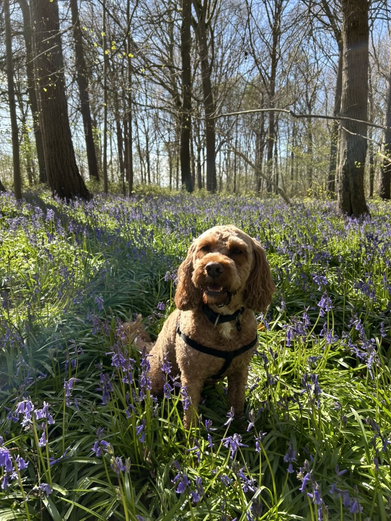 Katie from Bluebell Dog Walks with dogs on a walk — photo 10 of 12